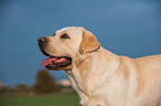 Labrador Retriever Portrait
