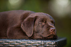 Labrador Retriever Puppy