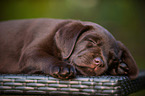 Labrador Retriever Puppy