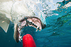 diving Labrador Retriever