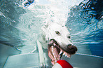 diving Labrador Retriever