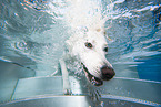 diving Labrador Retriever