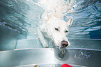 diving Labrador Retriever