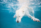 diving Labrador Retriever