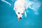 diving Labrador Retriever