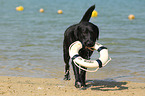 fetching Labrador Retriever