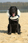 sitting Labrador Retriever