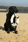 sitting Labrador Retriever