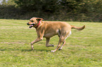 running Labrador Retriever