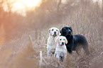 3 Labrador Retriever