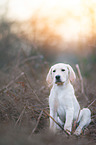 young Labrador Retriever