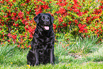 sitting Labrador Retriever
