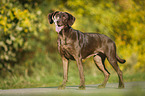 standing Labrador Retriever