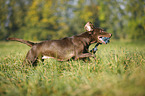 playing Labrador Retriever