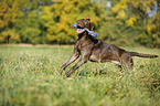playing Labrador Retriever