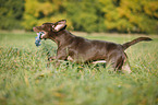 playing Labrador Retriever