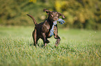playing Labrador Retriever