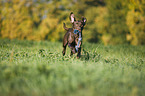 playing Labrador Retriever