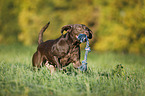 playing Labrador Retriever