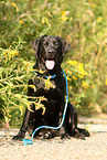 sitting Labrador Retriever