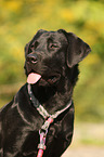 Labrador Retriever Portrait