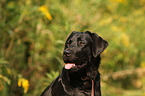 Labrador Retriever Portrait