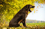 sitting Labrador Retriever