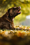 lying Labrador Retriever