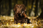 lying Labrador Retriever