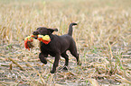 Labrador Retriever Puppy