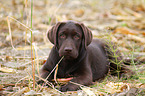 Labrador Retriever Puppy