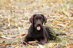 Labrador Retriever Puppy