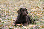 Labrador Retriever Puppy