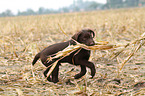 Labrador Retriever Puppy