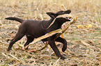 Labrador Retriever Puppy