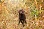 Labrador Retriever Puppy