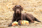 Labrador Retriever Puppy