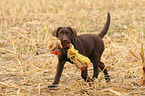 Labrador Retriever Puppy