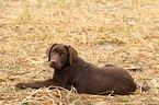 Labrador Retriever Puppy