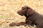Labrador Retriever Puppy