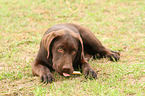 Labrador Retriever Puppy