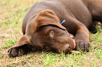 Labrador Retriever Puppy