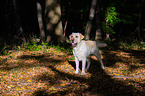 standing Labrador Retriever