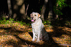 sitting Labrador Retriever