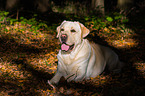 lying Labrador Retriever