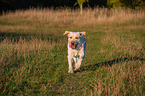 running Labrador Retriever