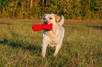 running Labrador Retriever