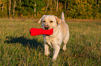 running Labrador Retriever