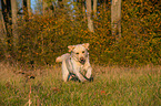 running Labrador Retriever