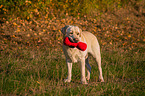 standing Labrador Retriever